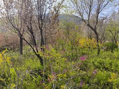 -佛慧山