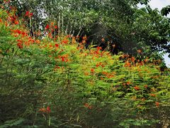-中国科学院西双版纳热带植物园