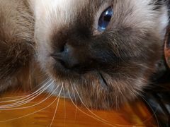 -李小姐の猫咖啡馆(五角场店)