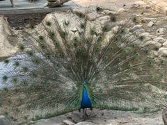 -栾川竹海野生动物园