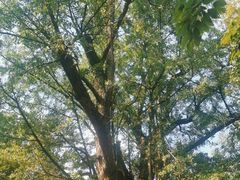 -西湖风景区十里琅珰-五云山