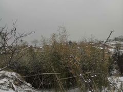 -白水寺森林公园