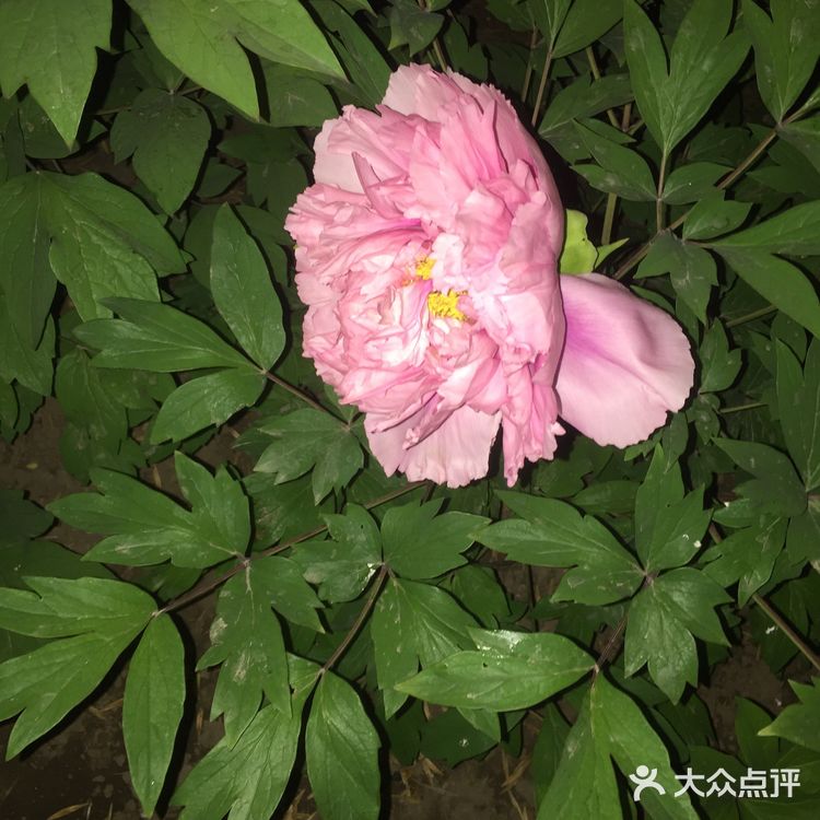夜幕低垂、繁星少歇，拎着一袋猫粮和两块炸带鱼来找咪咪