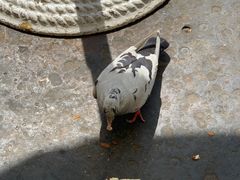-花神咖啡馆