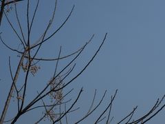 -十里琅珰