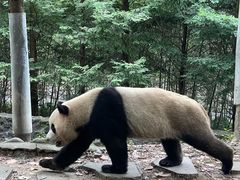 -都江堰中华大熊猫苑