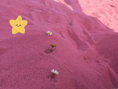 -上海鲜花港