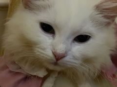 -楼上猫咖(罗湖店)