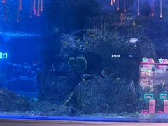 -沙沙哗啦海洋馆(华宇百花谷店)