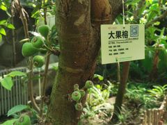 -呀路古热带植物园