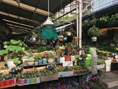 -曲阳花鸟市场(曲阳路店)