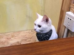 -猫色咖啡·猫咖