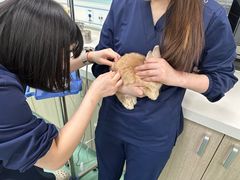 -北京观赏动物医院·24小时大型综合·猫专科·异宠专科