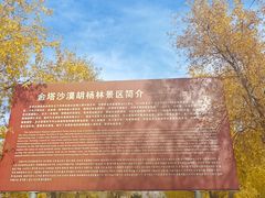 -金塔沙漠胡杨林景区