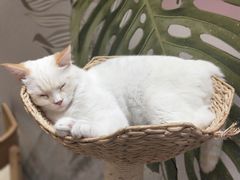 -藏猫猫咖啡主题馆(中央大道店)