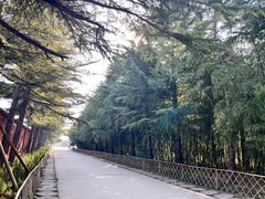 -洛阳白马寺