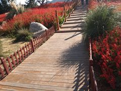 -羊亭河湿地公园