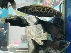 -大欢喜饭店(江怡路店)