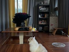 -楼上猫咖(罗湖店)