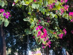 -广东花都湖国家湿地公园