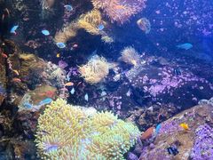 -悉尼海洋生物水族馆
