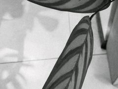 -柴务处·柴犬主题狗咖