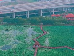 -荷塘月色湿地公园·向阳花洲