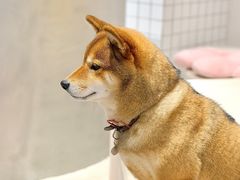 -柴务处·柴犬主题狗咖