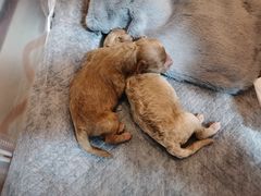 -爱侣宠医·鹦鹉专科·小型哺乳类·异宠专科(灵石路店)