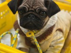 -帕帕拉兹宠物(亚洲旗舰店)