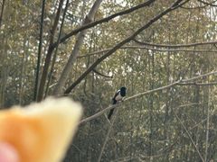 -日照海滨国家森林公园