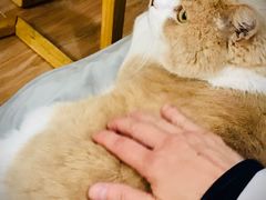大堂-肥仔文澳门猪骨煲(南京西路店)