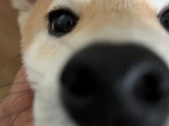 -翊宠yipet猫狗购宠庄园犬舍•猫舍