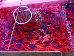 -山东柏宁水族批发广场