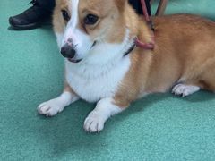 -东方动物医院·宠保定点·骨科·转诊中心(春城路·昆明站分院)