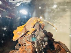 -酷以爬仙阁实体爬宠店·守宫·蜥蜴·专业繁育