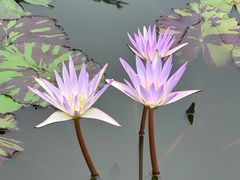 -国家植物园南园