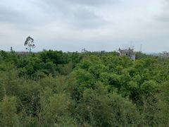 -开平碉楼文化旅游区马降龙景区