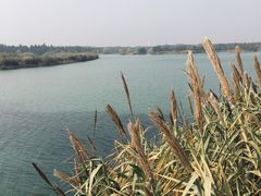 -贡湖湾湿地公园