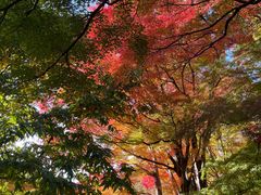 -富士山吉田線五合目