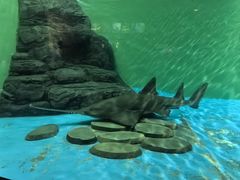 -上海海洋水族馆