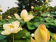 -广州莲花山旅游区