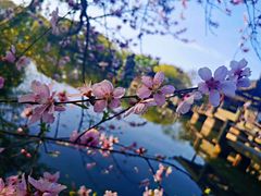 -西湖外事游船(花港观鱼码头)