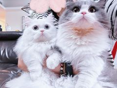 -momokira米努特·德文卷毛猫·棉花面纱犬