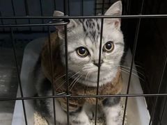 -喵zoo家庭繁育猫舍(尖东智能花园店)
