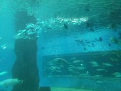 -北戴河圣蓝海洋公园