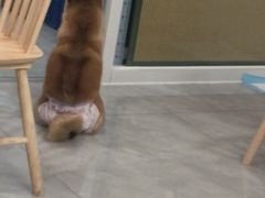 -柴犬小屋·柴餐厅·狗咖食堂(金鼎广场店)