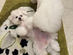 -爱侣宠医·鹦鹉专科·小型哺乳类·异宠专科(灵石路店)