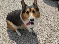 -PETKIT小佩宠物(古北店)