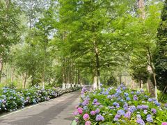 -合肥滨湖国家森林公园